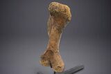 Enormous Fossil Triceratops Humerus Bone - Montana #352272-3